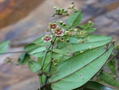 Tylophora neglecta